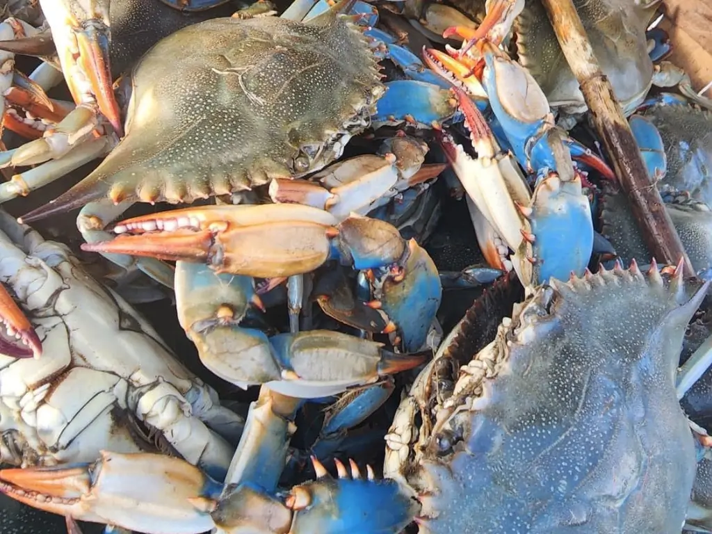 Seafood Restaurant The Juicy Seafood | Savannah